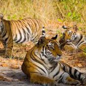 Bandhavgarh National Park