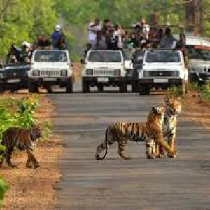 Bandipur