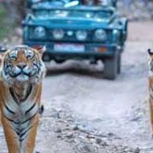 Corbett Tours