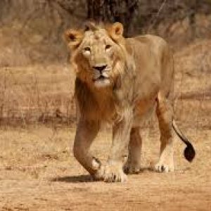 Gir National Park, Gujarat