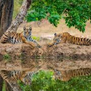 Kanha National Park