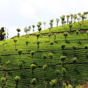 Ooty Tours
