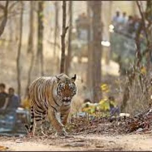 Pench National Park
