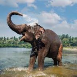 Periyar Wildlife Sanctuary,
