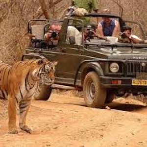 Ranthambore National Park, Rajasthan