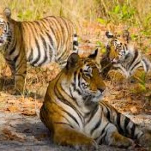 Ranthambore Tours