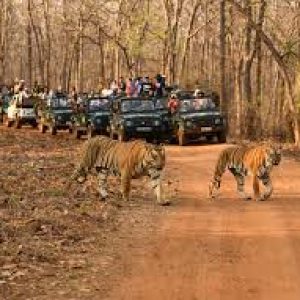 Tadoba Andhari Tiger Reserve