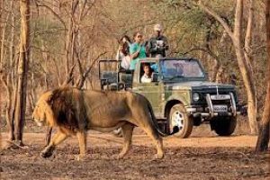 Wildlife