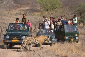 Wildlife