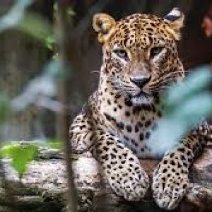 Yala National Park