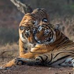 ranthambore